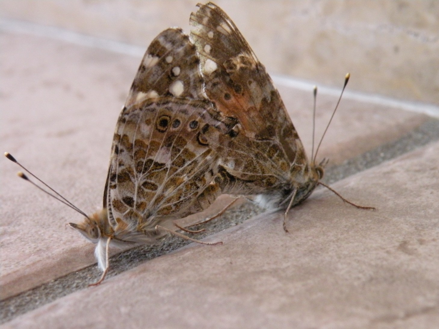 da identificare - Vanessa cardui